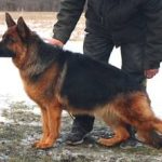 Mittelwest German Shepherds Guides New Owners Through Puppy Care