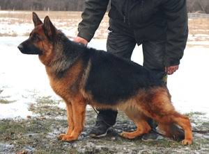 Mittelwest German Shepherds Guides New Owners Through Puppy Care